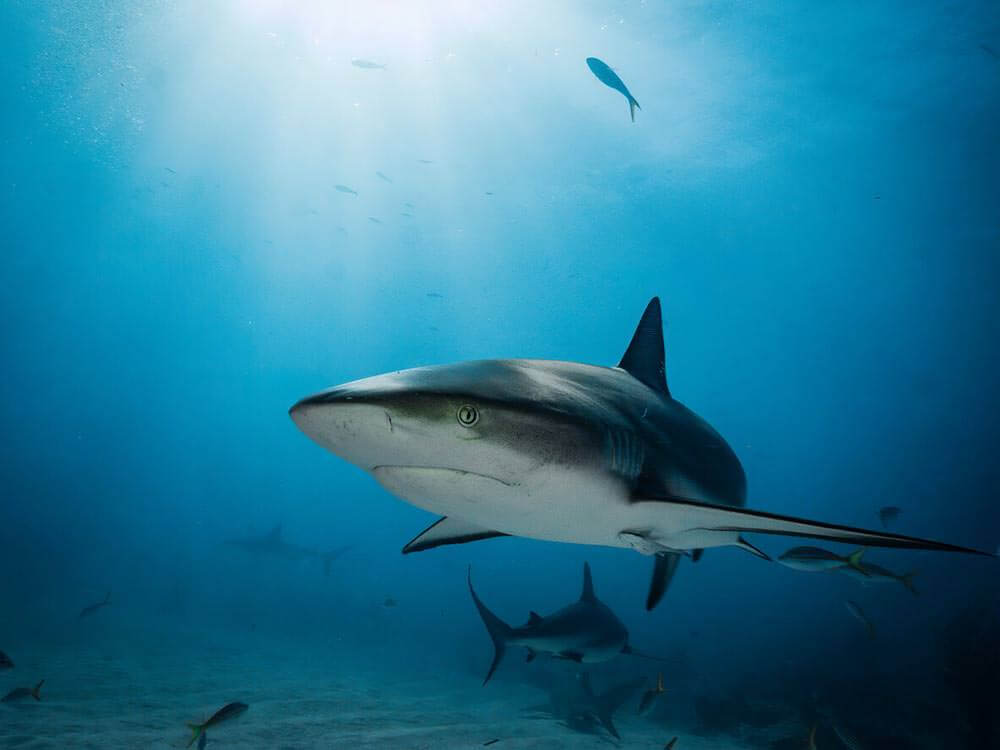 Which Beach in Maui Has the Most Shark Attacks?