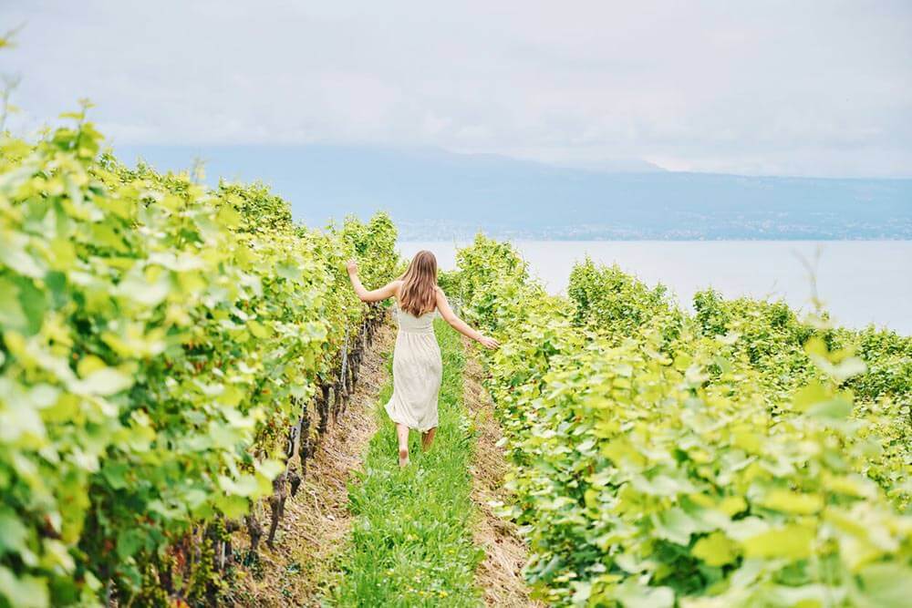 Discover Lavaux vineyards In Montreux Riviera