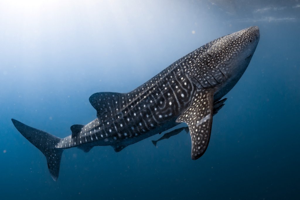 Go on a whale shark tour in Isla Holbox for an Epic Island Adventure