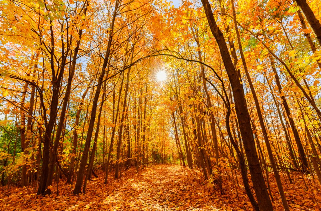 10 Things To Do In Fall In Toronto