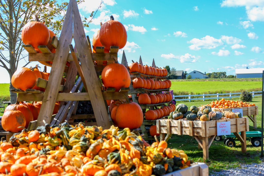 10 Things To Do In Fall In Toronto